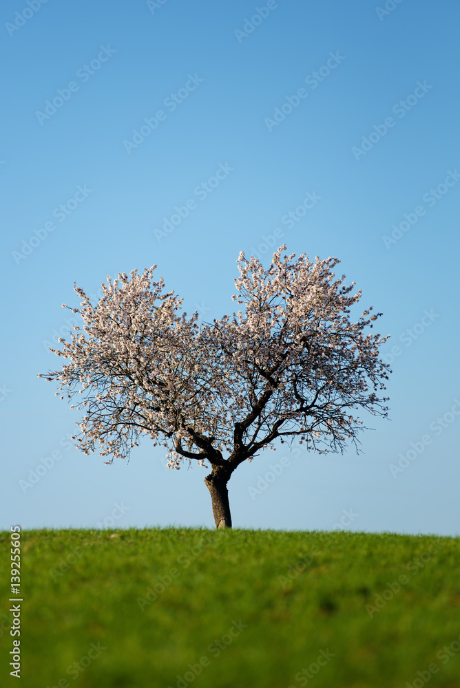 Heart shaped almond tree in bloom in Almeria Heart shaped almond tree in bloom in Almeria