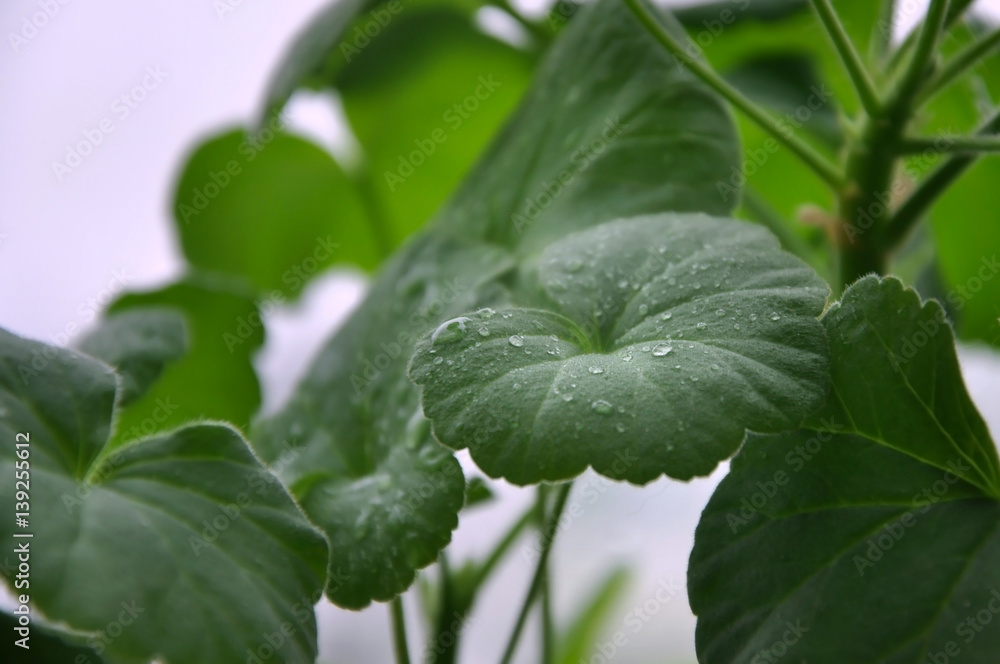 Obraz premium Green geranium leaf with water drops closeup.