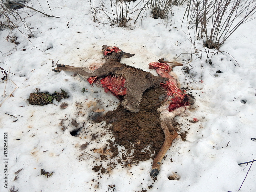 Fototapeta premium deer torn wolves, deerskin torn wolves,