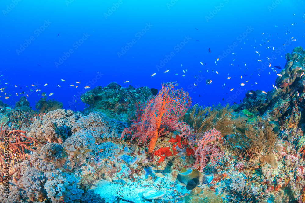 Obraz premium Tropical fish on a deep, healthy coral reef