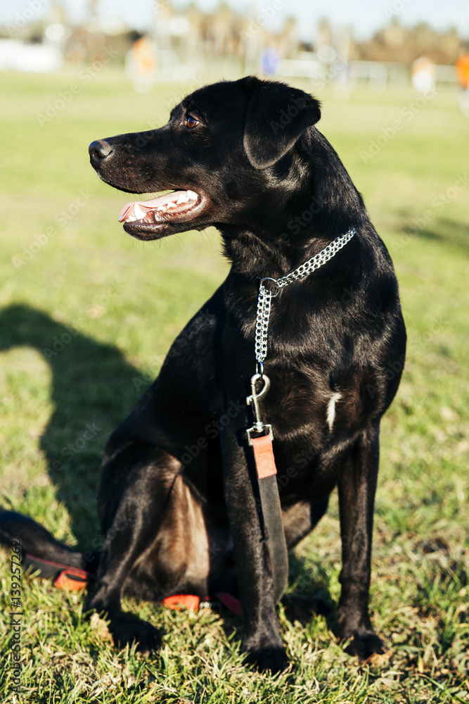 Mixed Labrador Dog Park Portrait