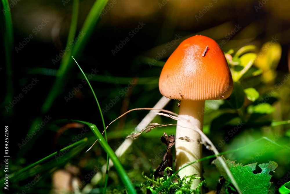 Macro shot of a brown mushroom in the forest
Macro shot of a brown mushroom in the forest