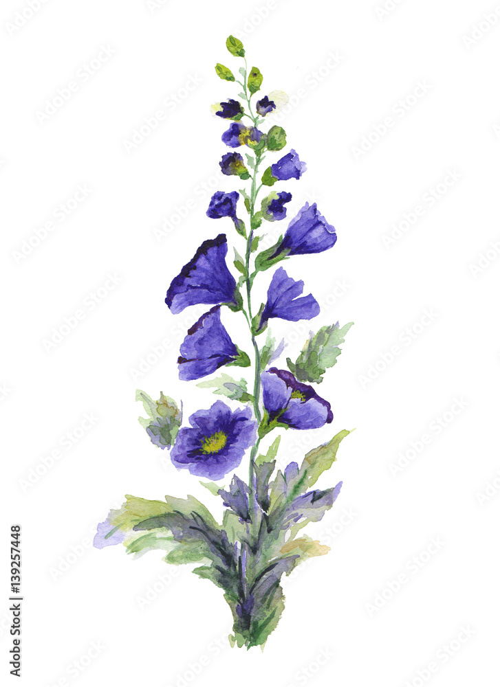 Fototapeta premium Watercolor illustration of mallow flower branch on white background.