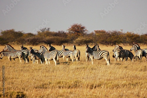 Zebras in the Etosha National Park in Namibia
