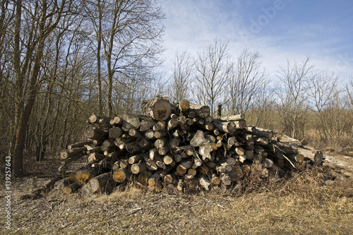 Holzgewinnung im Auwald