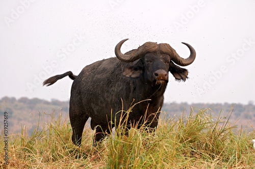 Buffalo in the Chobe National Park in Botswana