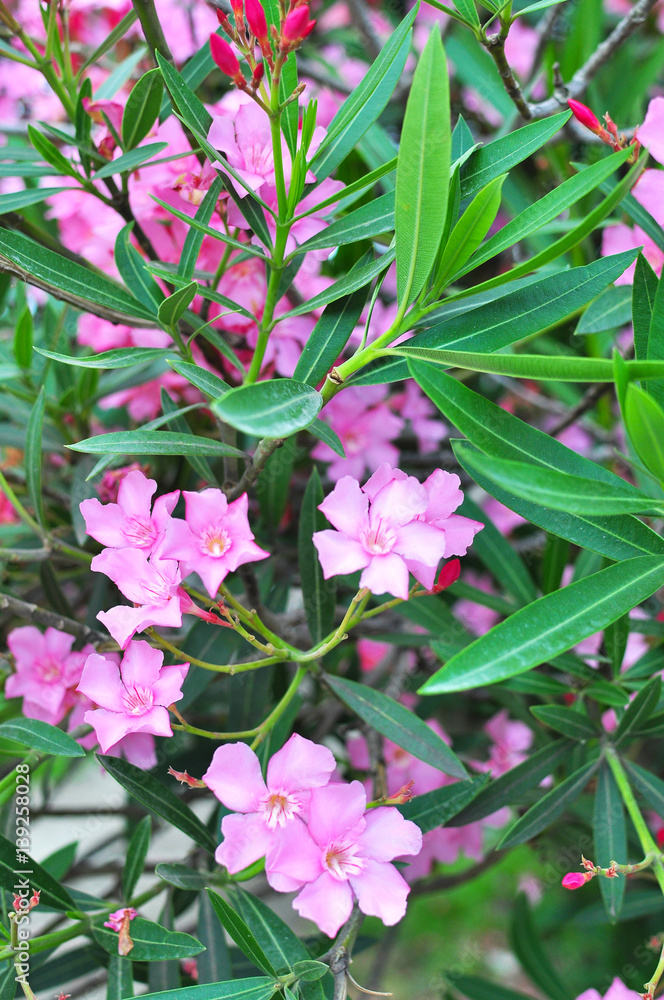 pink oleander flowers natural bouquet closeup pink oleander flowers natural bouquet closeup