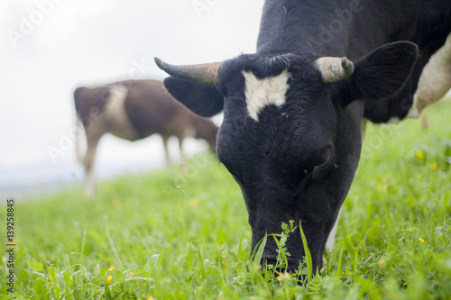 Cows grazing in the meadow