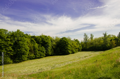 Green Field under the Blue Sky