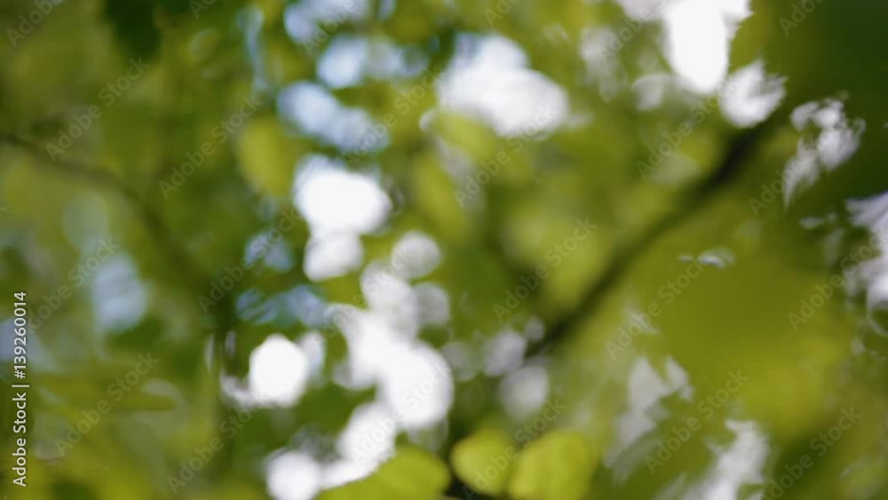 Background with fresh spring foliage. Background with fresh spring foliage.
