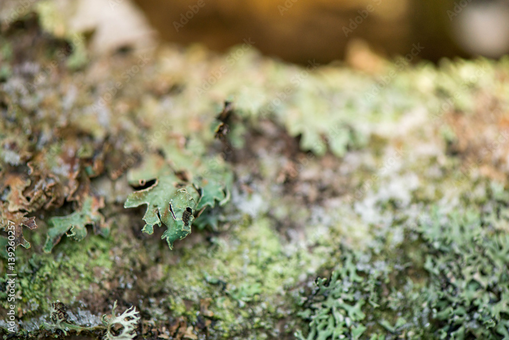 Winter in the forest. Felling in the forest, lumberjack chopping wood and gathering firewood for winter. A macro shot of emerald green, dry, thick moss layer on cut down oak tree in the woods Winter in the forest. Felling in the forest, lumberjack chopping wood and gathering firewood for winter. A macro shot of emerald green, dry, thick moss layer on cut down oak tree in the woods