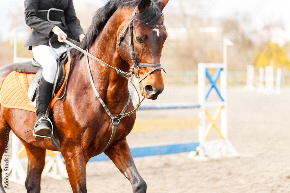 Bay horse with rider on show jumping competition. Image with copy space