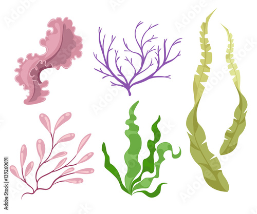 Sea plants and aquatic marine algae Seaweed set vector illustration. Yellow and brown, red and green aquarium