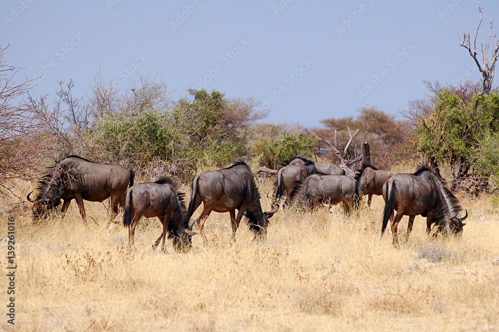 Herd of Wildebeest in the Etosha National Park Herd of Wildebeest in the Etosha National Park