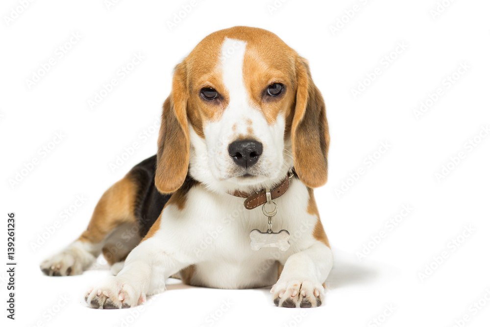 Puppy Beagle 7 months old, isolated on white