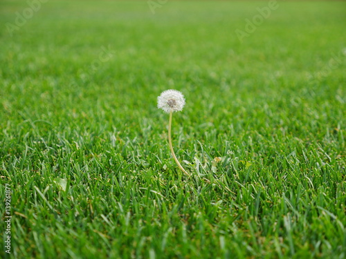 dandelion flower head in nice lawn photo