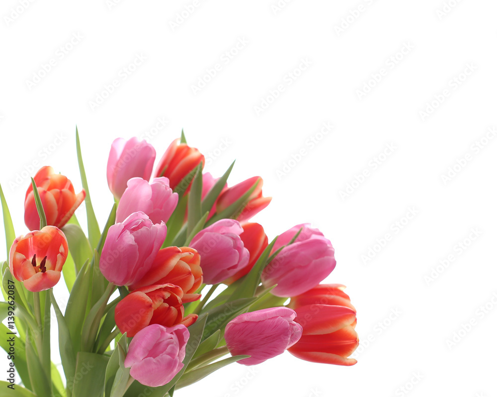 Spring pink and red tulips on white background Spring pink and red tulips on white background
