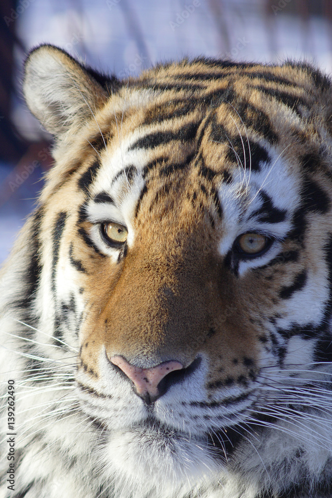 Fototapeta premium Tiger