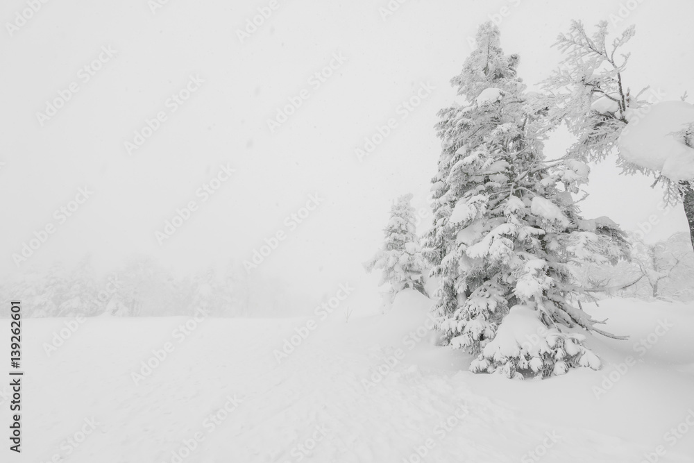 custom made wallpaper toronto digitalTree covered with snow on winter storm day in forest mountains .