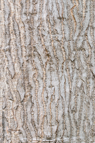 Tree bark texture with light colors © Soonios Pro