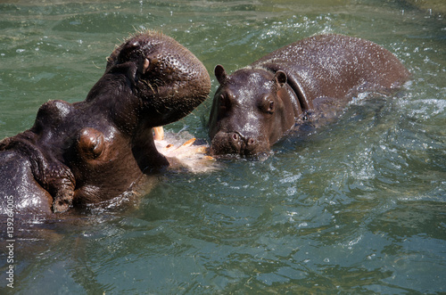 Mom and Baby Hippos playing in the water