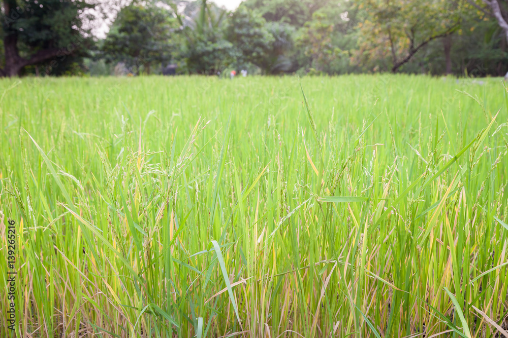 Lush green rice field from Thailand