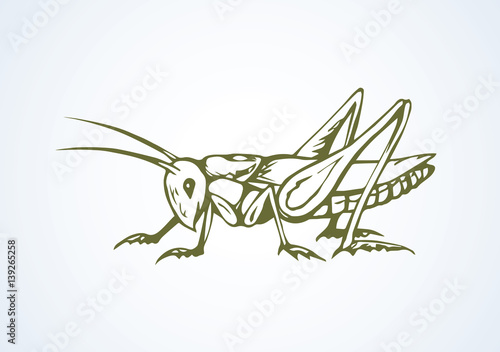 Fototapeta Grasshopper. Vector drawing