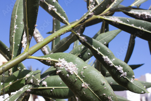 Oleander leaves densely covered with scale insects. Mealy mealybug. photo