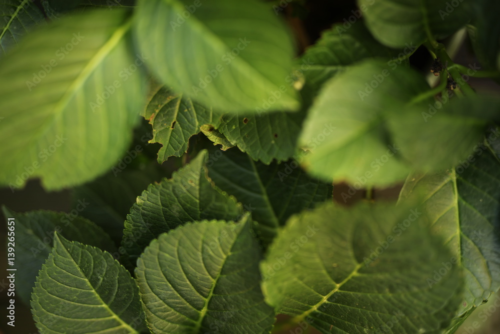 Hydrangea Leaves Hydrangea Leaves