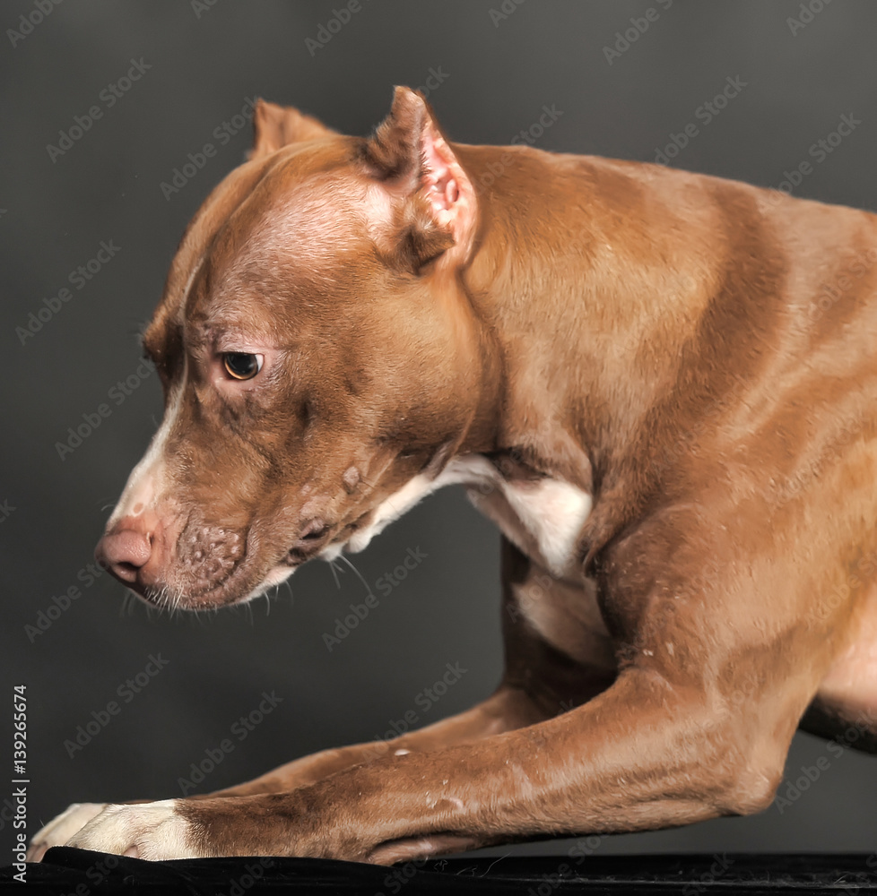 American Staffordshire terrier