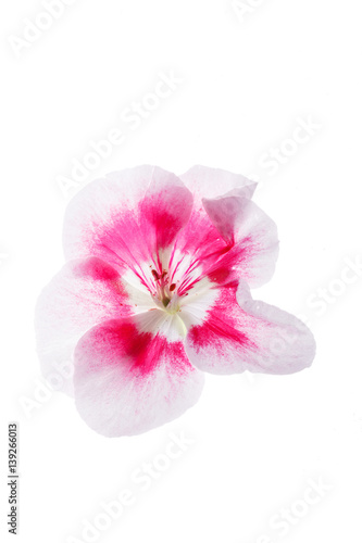 Fototapeta Naklejka Na Ścianę i Meble -  pansy flowers