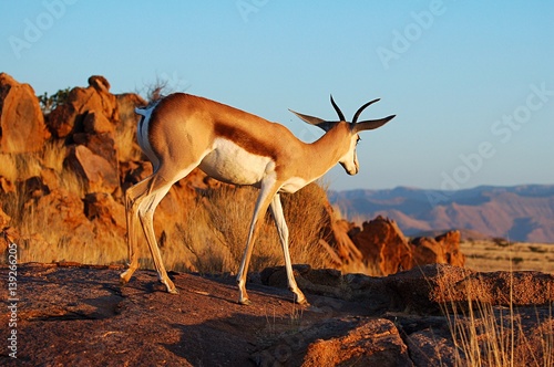 In the distance looking Springbock in Namibia