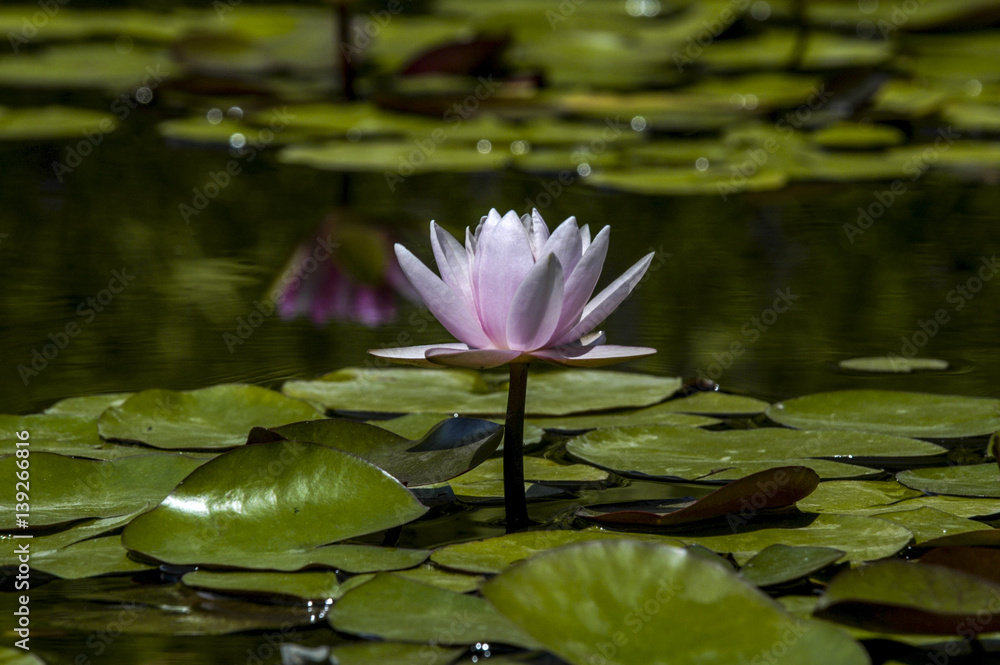 Crimea, world famous botanical garden of Nikita, Ukraine, Jalta Crimea, world famous botanical garden of Nikita, Ukraine, Jalta