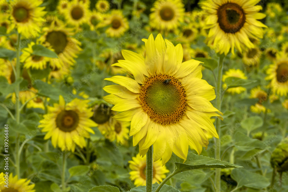 Sun flower field in warm morning light, Ukraine, Western Ukraine Sun flower field in warm morning light, Ukraine, Western Ukraine