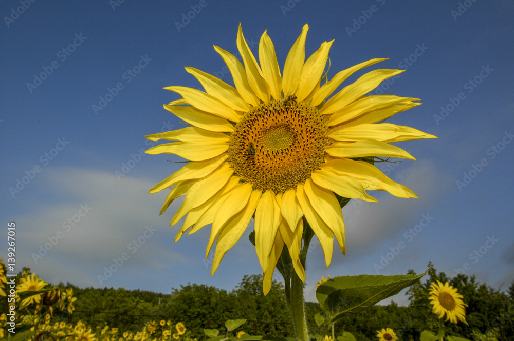 Sun flower field in warm morning light Sun flower field in warm morning light