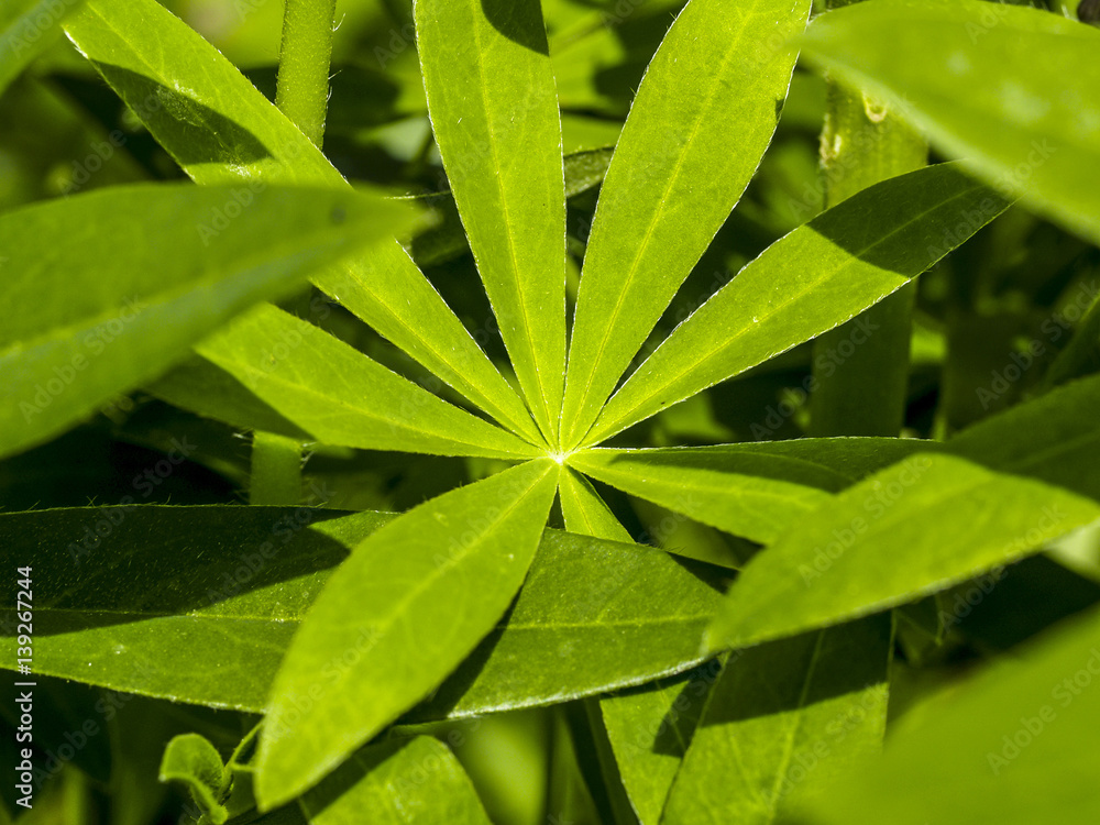 Lupine leaf, Sweden, Soedermanland Lupine leaf, Sweden, Soedermanland