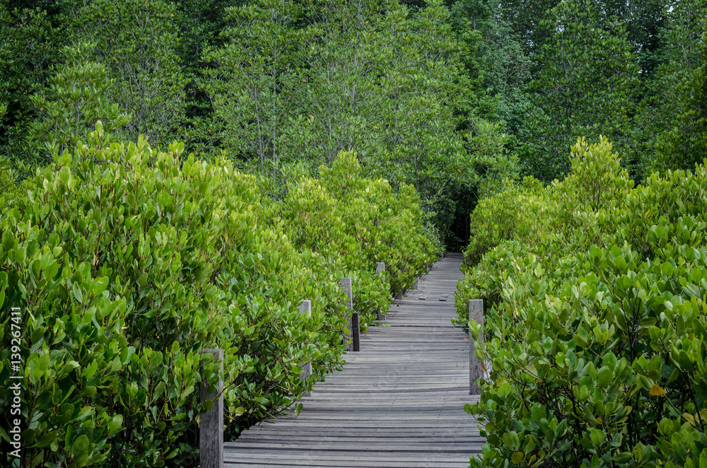 Fototapeta premium wooden path in mangrove forest