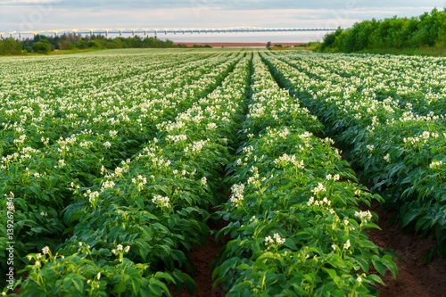 Rows of potato plants in a Prince Edward Island field with the Confederation Bridge in the distance.