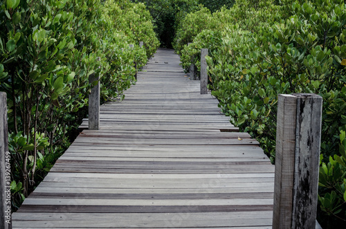 wooden path in mangrove forest © amfroey01