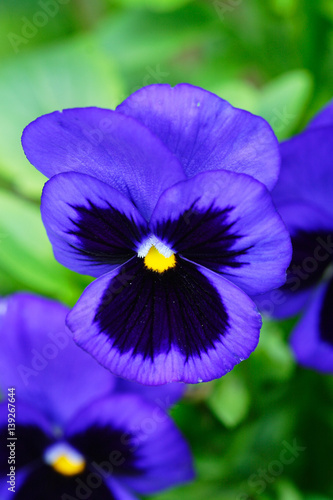 Multi colored pansy in the garden