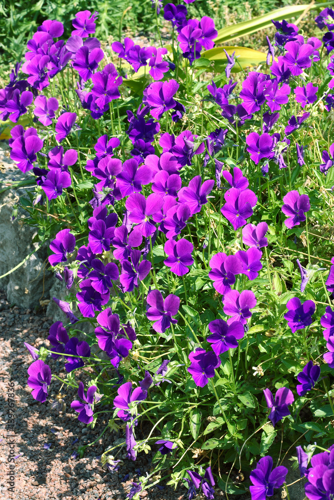 Naklejka premium Many Violet Pansies in the garden