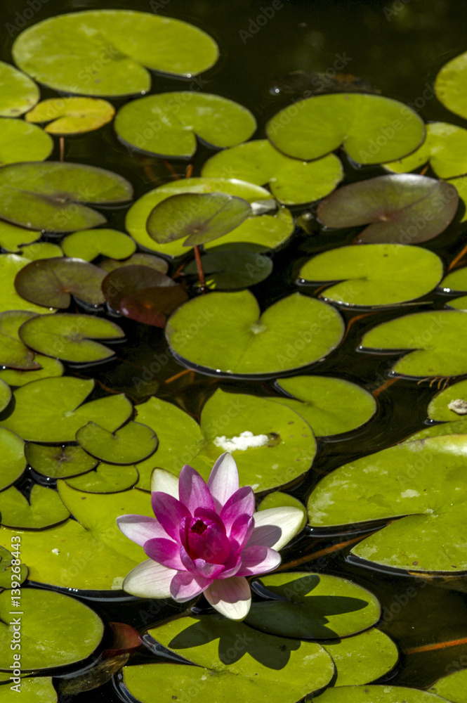 Crimea, world famous botanical garden of Nikita, Ukraine, Jalta