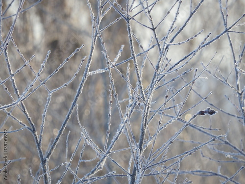 Frozen twigs (7)