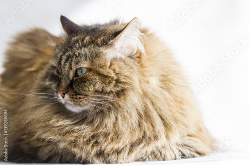 foreground of a brown cat, long haired siberian breed