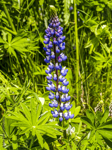 Lupines  Sweden  Soedermanland