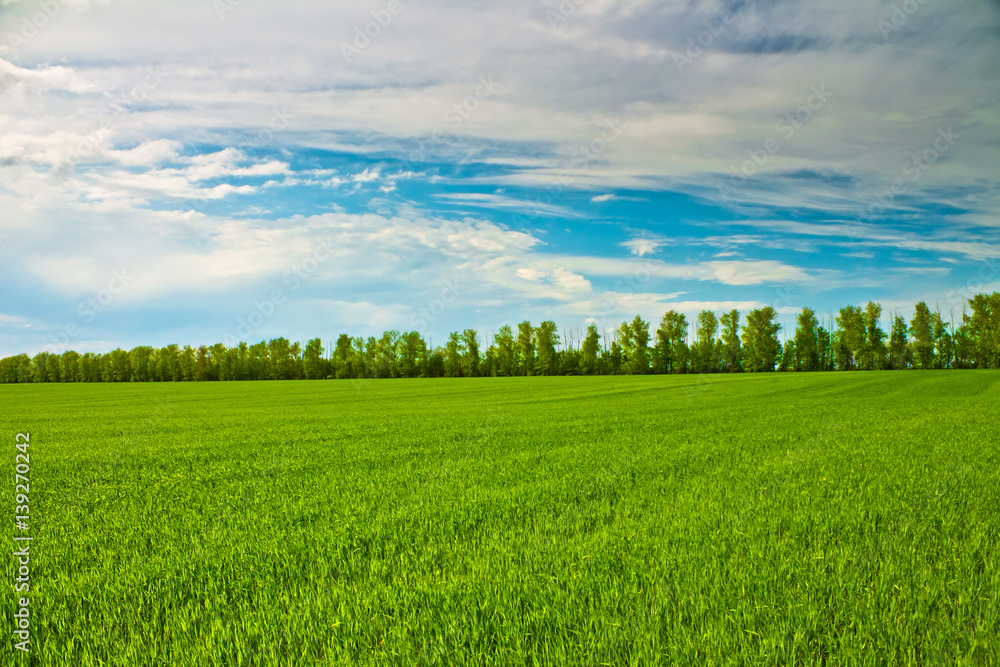 Obraz premium Field and sky