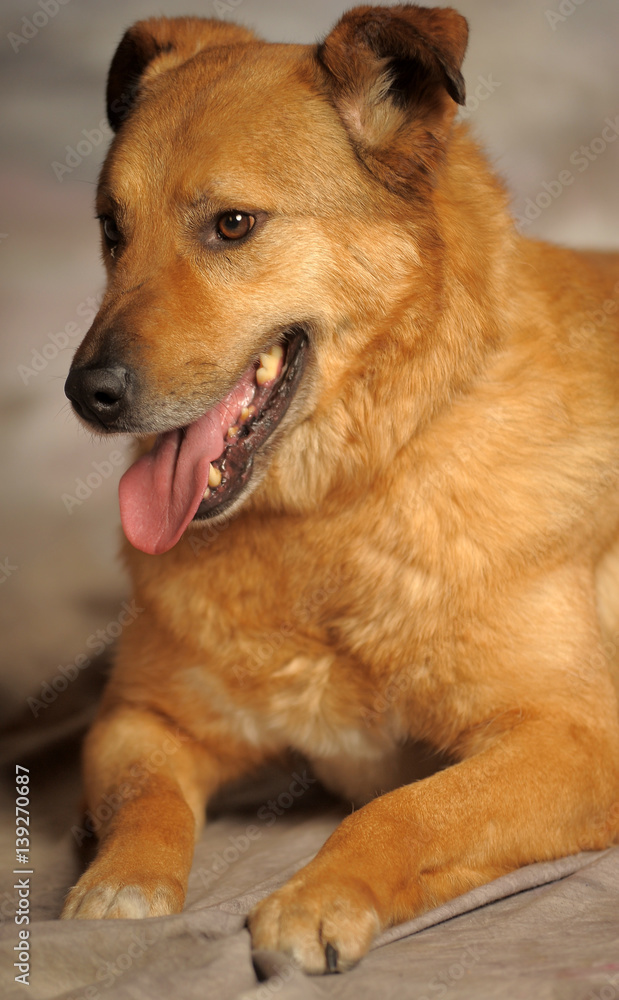 red crossbreed dog