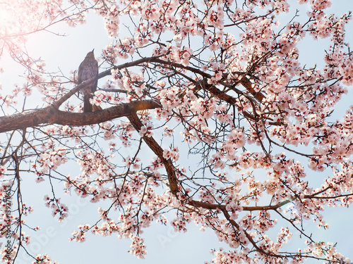 bird on blooming sakura tree on sunny day
