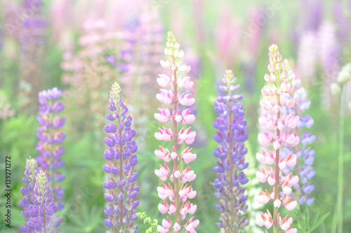 purple and pink lupine flowers blooming field background