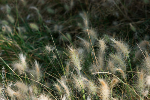 Fluffy dwarf burgundy bunny fountain grass in a park Spain  green grass in the background  closeup